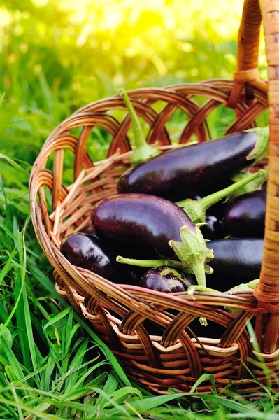 Frische Auberginen im Korb auf Gras — Stockfoto