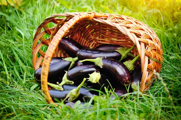 Frische Auberginen im Korb auf Gras — Stockfoto