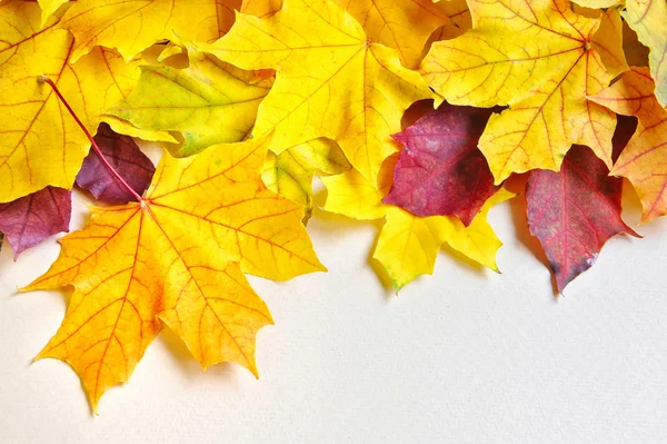 Herfstbladeren ten opzichte van de achtergrond van een vel papier. w — Stockfoto