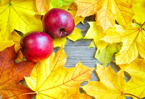 Red apples on autumn maple leaves — Stock Photo, Image