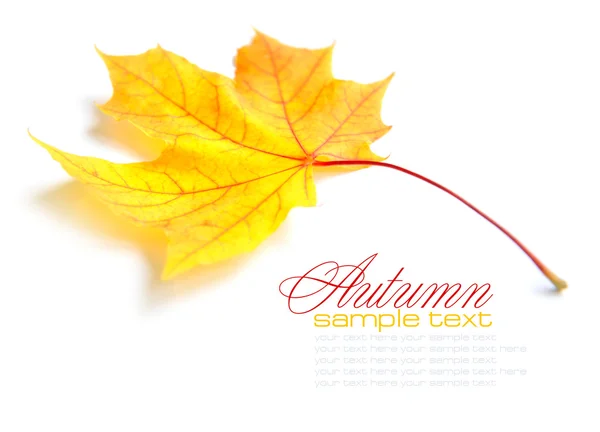 Autumn maple leaf isolated on white background — Stock Photo, Image