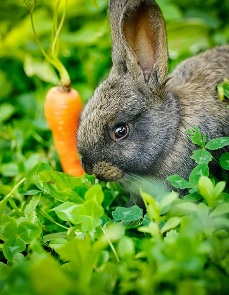 Bébé lapin gris drôle avec une carotte dans l'herbe — Photo