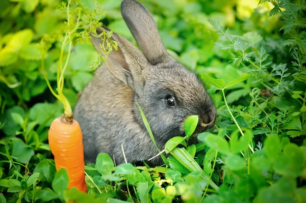 Funny baby szary królik z marchewki w trawie — Zdjęcie stockowe