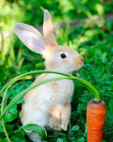 Conejo bebé divertido con una zanahoria en la hierba — Foto de Stock