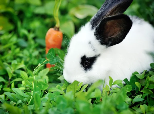 Funny baby white rabbit with a carrot in grass — Stock Photo, Image