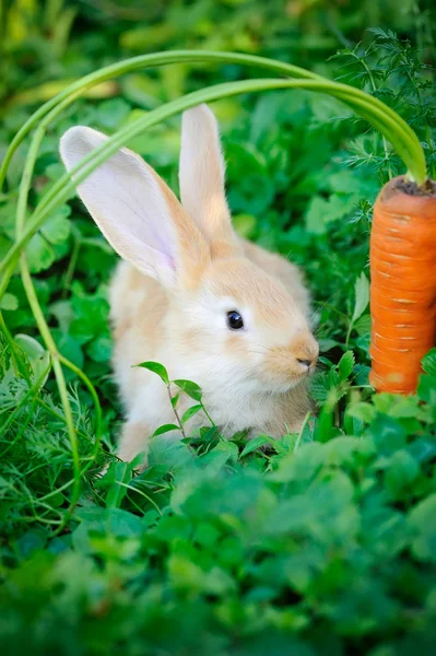 Funny baby rabbit with a carrot in grass — Stock Photo, Image