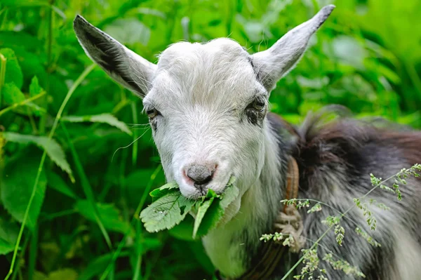 Ziege kaut Blätter — Stockfoto