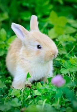 Bebek tavşan yeşil çimen