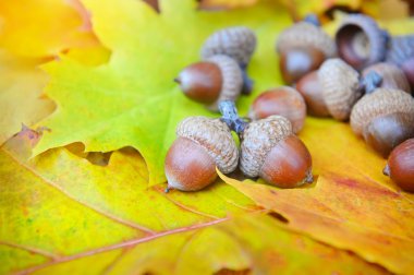 renkli arka plan üzerinde meşe palamutları sonbahar yaprakları