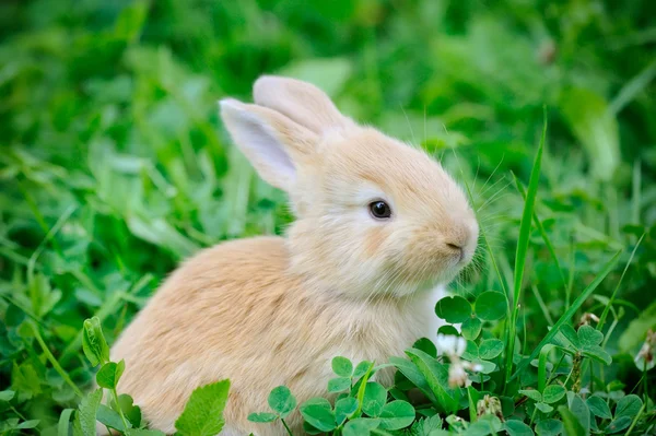 녹색 잔디에 작은 토끼 — 스톡 사진