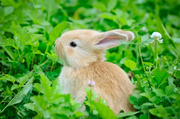 Bébé lapin en herbe verte — Photo