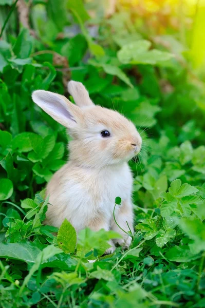 Baby rabbit in green grass — Stock Photo, Image