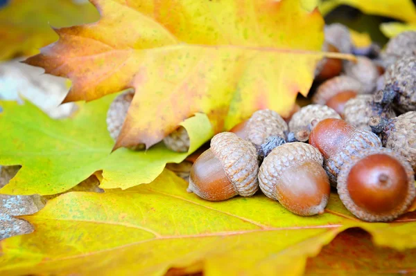 Maíz sobre fondo hojas de otoño coloridas — Foto de Stock