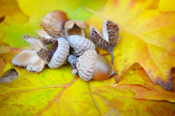 Acorns on background colorful fall leaves — Stock Photo, Image