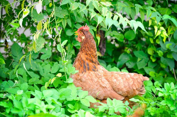 在绿草中可爱小母鸡 — 图库照片