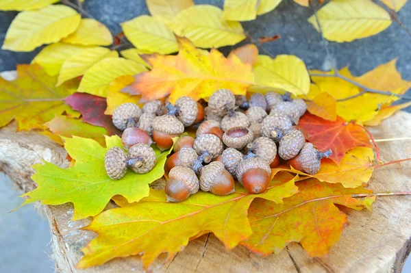 Ghiande su sfondo colorato foglie caduta — Foto Stock