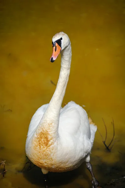 Portrait of funny swan — Stock Photo, Image