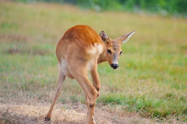 Mladý jelen na podzimní louka — Stock fotografie