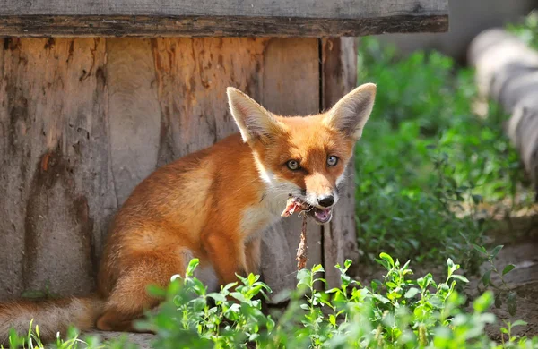 Red fox cub med en byte — Stockfoto