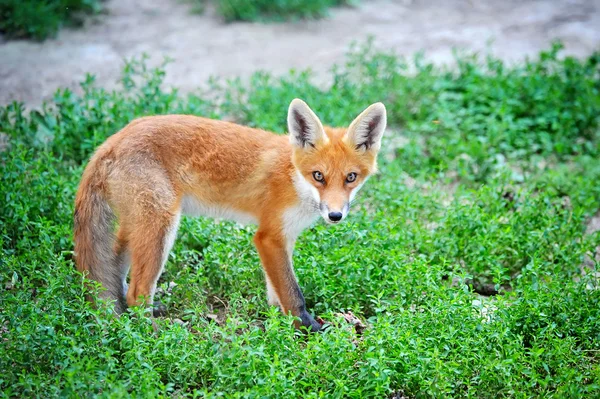 Κόκκινη αλεπού cub στο γρασίδι — Φωτογραφία Αρχείου