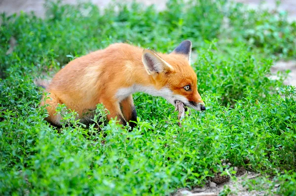 Red Fox Cub avec un butin — Photo