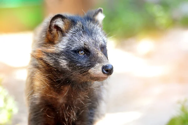 Racoon Dog (Nyctereutes procyonoides) ritratto — Foto Stock
