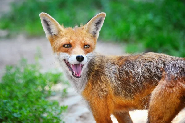 Red Fox Cub na grama. O animal sorri — Fotografia de Stock