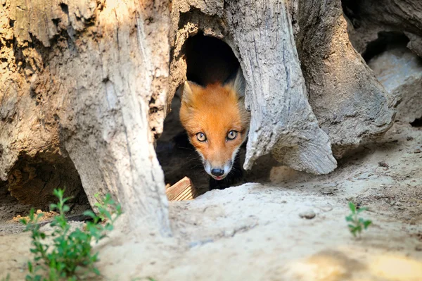 Joven zorro rojo escondiéndose en el tocón del árbol Den — Foto de Stock