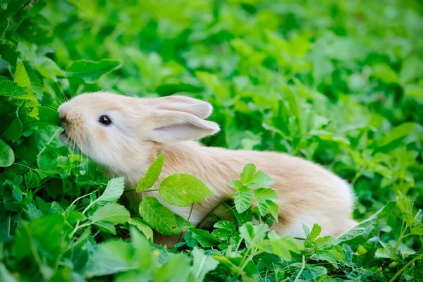 Piccolo coniglio in erba verde — Foto Stock