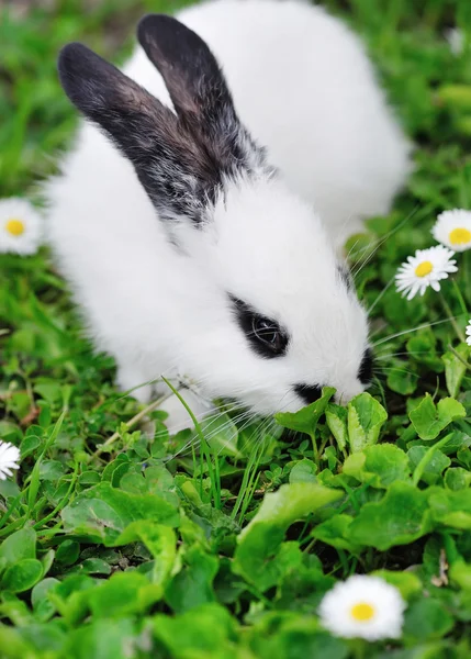 Bebé conejo blanco en la hierba — Foto de Stock