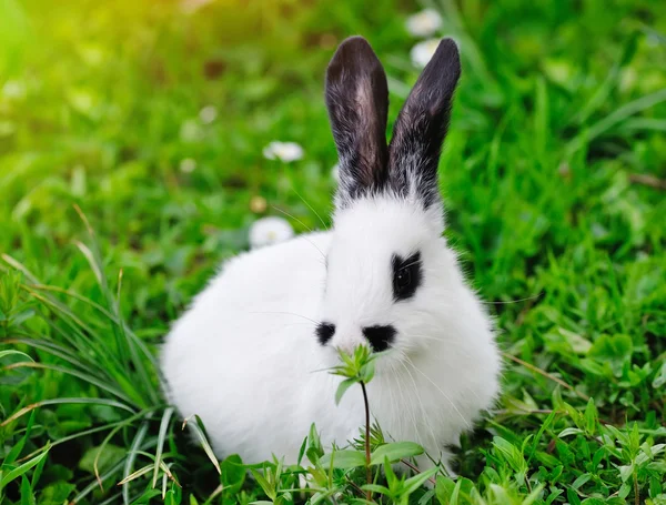 Baby wit konijn in gras — Stockfoto