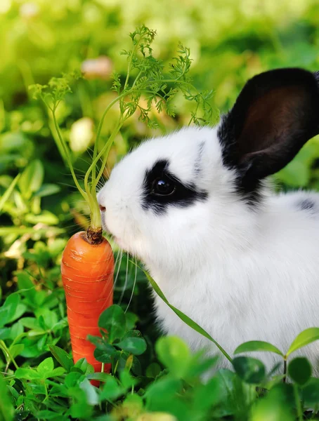 Lustiges weißes Kaninchen mit einer Karotte im Gras — Stockfoto