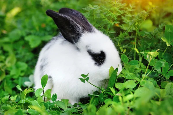 Baby white rabbit in grass — Stock Photo, Image