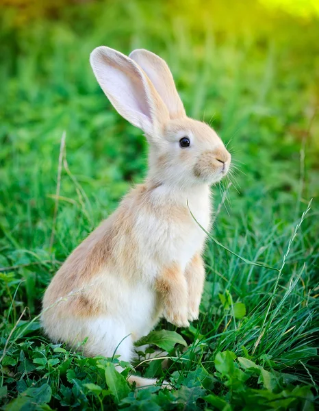 Маленький кролик стоїть на задніх ногах у траві — стокове фото