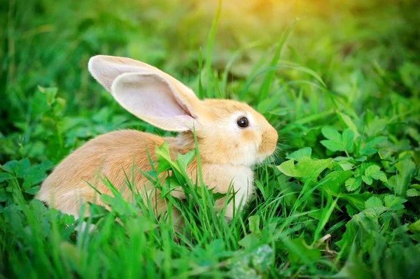Lille kanin i grønt græs - Stock-foto