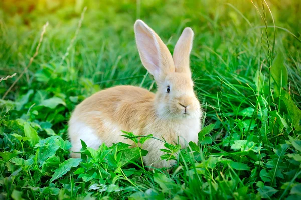 Lilla kanin i grönt gräs — Stockfoto