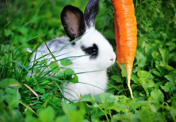 Funny baby white rabbit with a carrot in grass — Stock Photo, Image