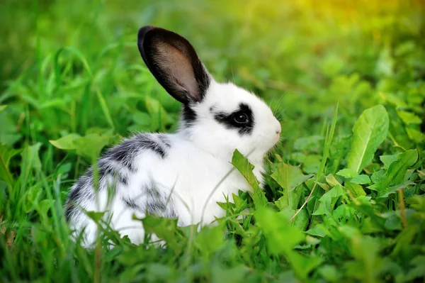 Baby white rabbit in grass — Stock Photo, Image