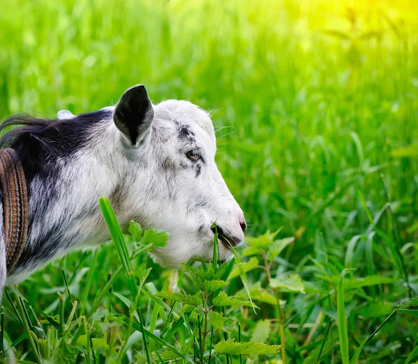 Goat on pasture closeup — Stock Photo, Image