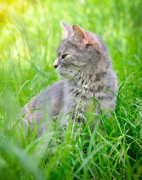 草地上的小猫 — 图库照片