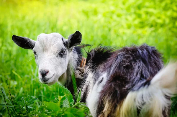 Ziege auf der Weide Nahaufnahme — Stockfoto