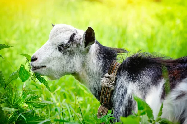 Goat on pasture closeup — Stock Photo, Image
