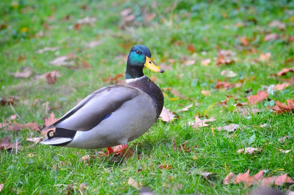 Mallard ducks (anas platyrhynchos) çimenlerin üzerinde — Stok fotoğraf