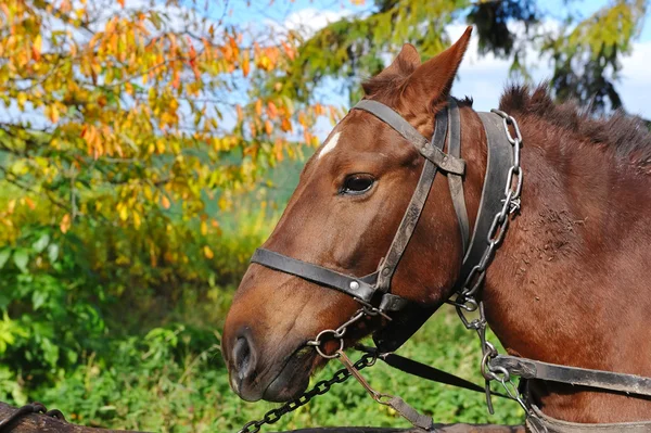 Horse is with the old trappings of autumn sunny day — Stock Photo, Image