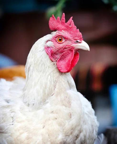 Portrait hen is near a chicken coop — Stock Photo, Image