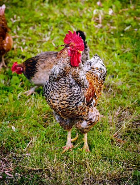 Rooster and Chickens in grass — Stock Photo, Image