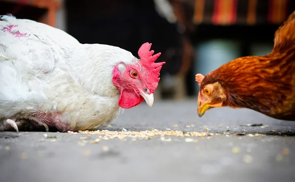 Eine Henne steht in der Nähe eines Hühnerstalls — Stockfoto