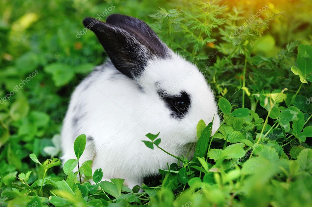 Baby white rabbit in grass — Stock Photo © NataliiaMelnyc #53962391