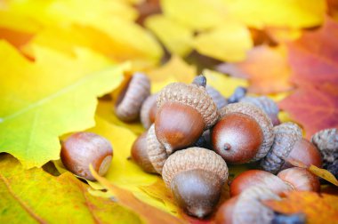 renkli arka plan üzerinde meşe palamutları sonbahar yaprakları
