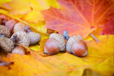 renkli arka plan üzerinde meşe palamutları sonbahar yaprakları